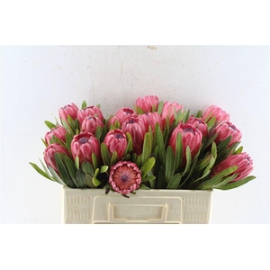 PROTEA RED ICE
