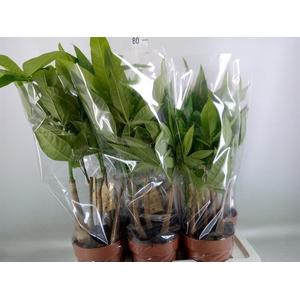 Pachira aquatica
