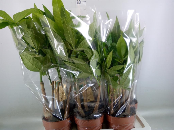 <h4>Pachira aquatica</h4>