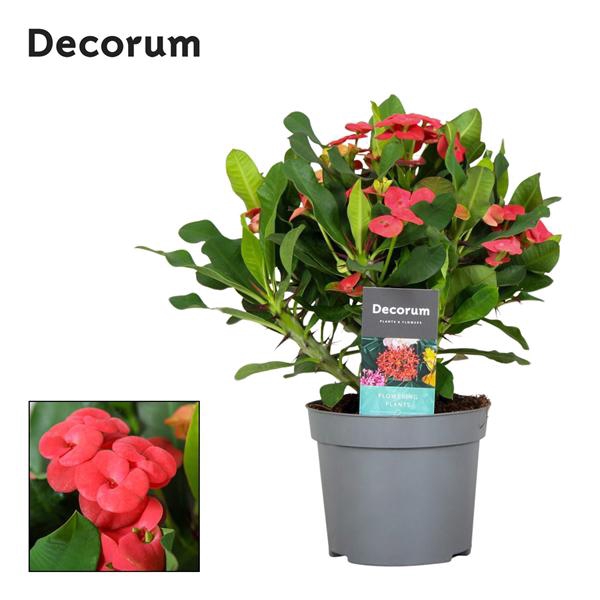 <h4>Euphorbia Milli Vulcano Decorum</h4>