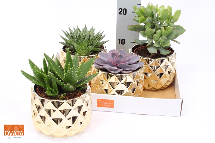 <h4>SUCC GEM 4 SRT</h4>