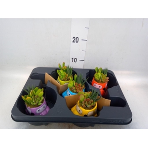 Arr.  Succulents L%