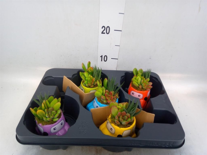 Arr.  Succulents L%