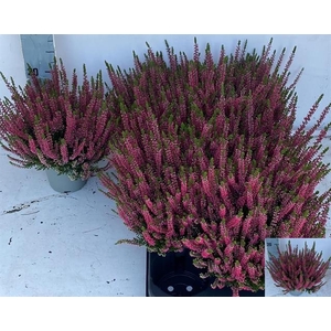 Calluna b-l Selly 12Ø 28cm