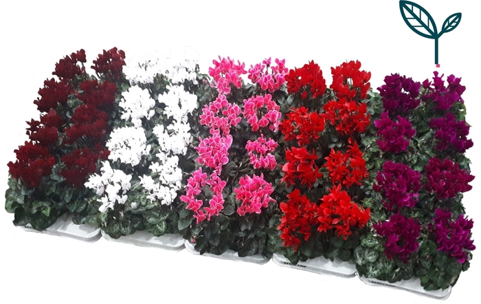 <h4>Cyclaam-OP KLEUR</h4>