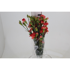 CRAVO SPRAY FIRE FLAME 070 CM