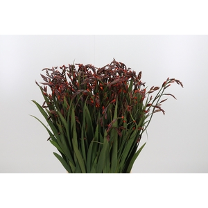 Crocosmia Mckenzie
