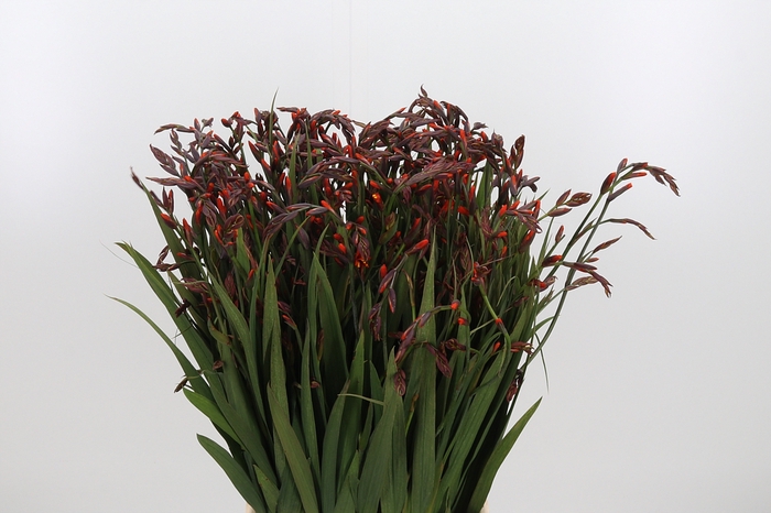 <h4>Crocosmia Mckenzie</h4>