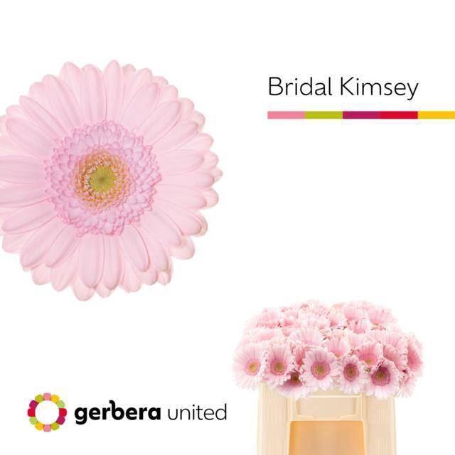 <h4>GERMINI BRIDAL KIMSEY GE MI BRIDAL</h4>