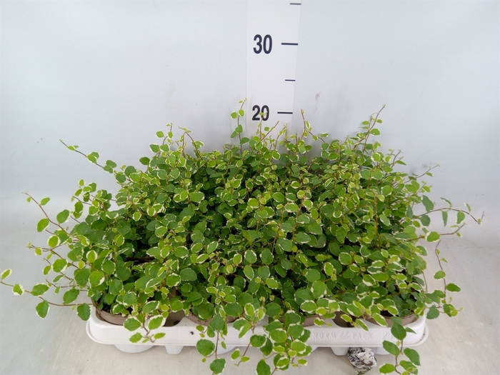 <h4>Ficus pumila 'White Sunny'</h4>