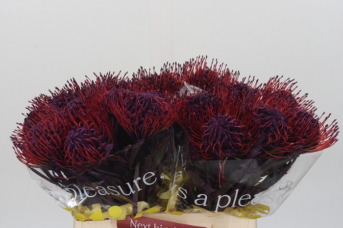 <h4>Nutans Painted Lilac</h4>