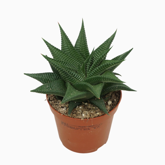 <h4>Haworthia limifolia</h4>