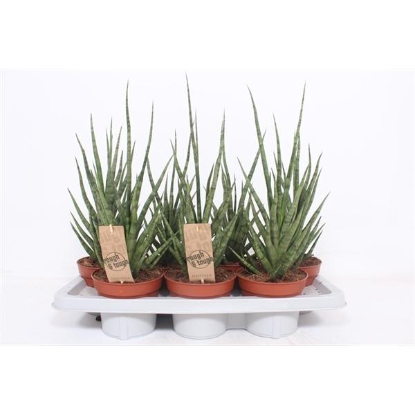 <h4>Sansevieria cylindrica overig</h4>