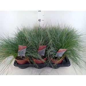 Festuca glauca 'Intens Blue'