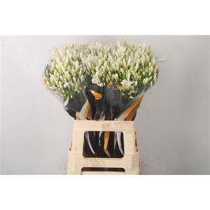 Agapanthus Eyfori White