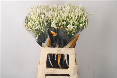<h4>Agapanthus Eyfori White</h4>