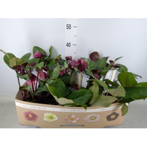 Helleborus  'Fkiss Charmer'