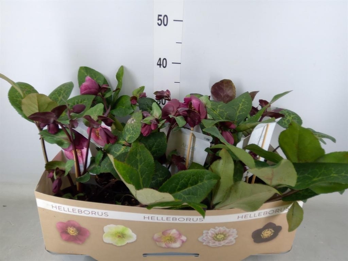 <h4>Helleborus 'Fkiss Charmer'</h4>