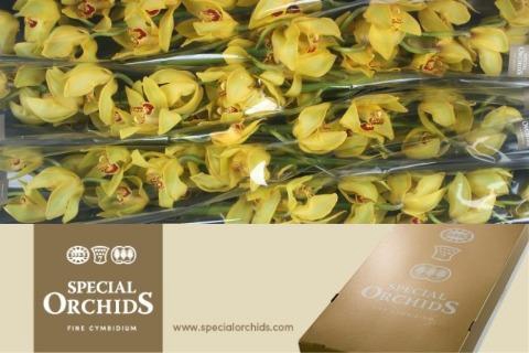 <h4>CYMB T CORNWALL</h4>