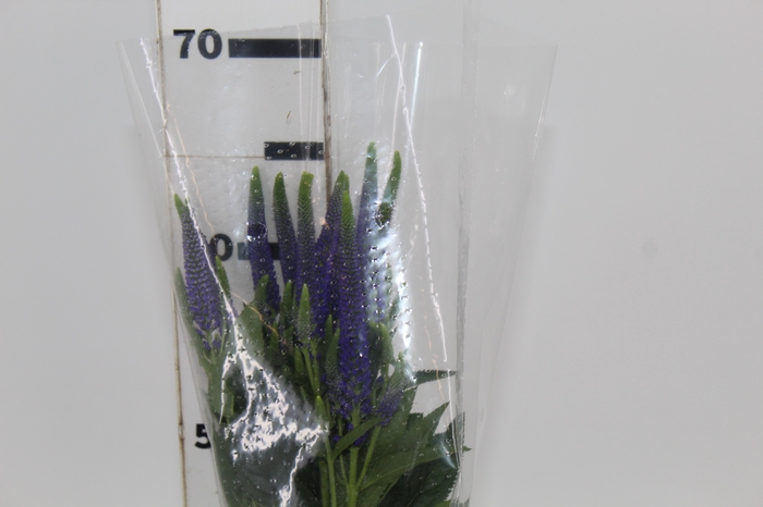 VERONICA LONGIFOLIA MARIETTA 060 CM AZUL