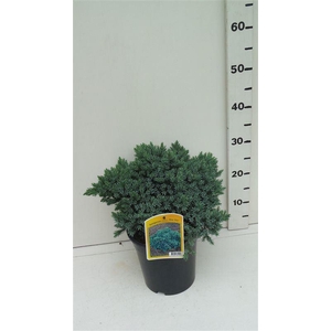 Juniperus squamata Blue Star