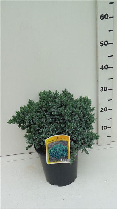 <h4>Juniperus squamata Blue Star</h4>
