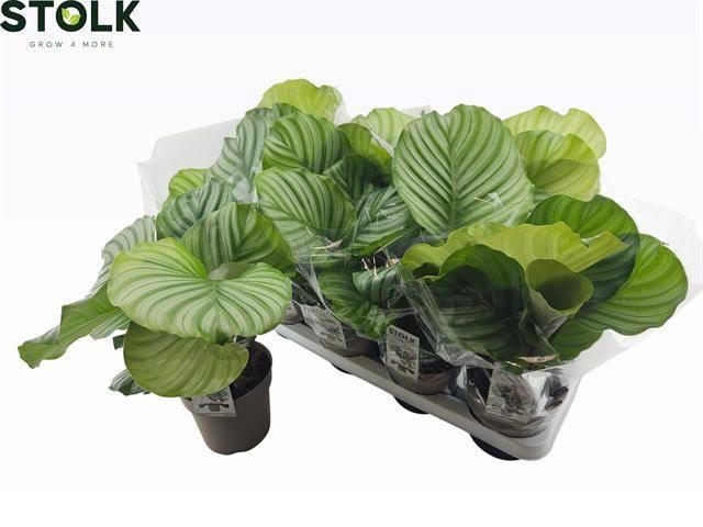 <h4>CALAT ORBIFOLIA</h4>