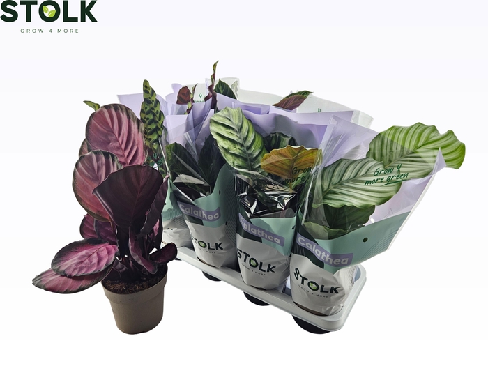 <h4>CALAT GEM 4 SRT</h4>