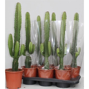 EUPHOR ACRURENSIS