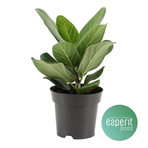 Ficus benghalensis Audrey®