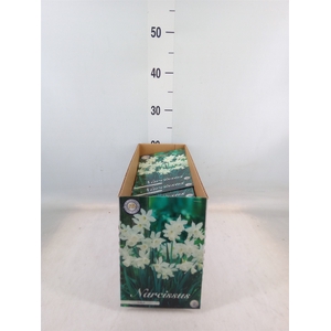 Flowerbulbs, corns or tubers   ...
