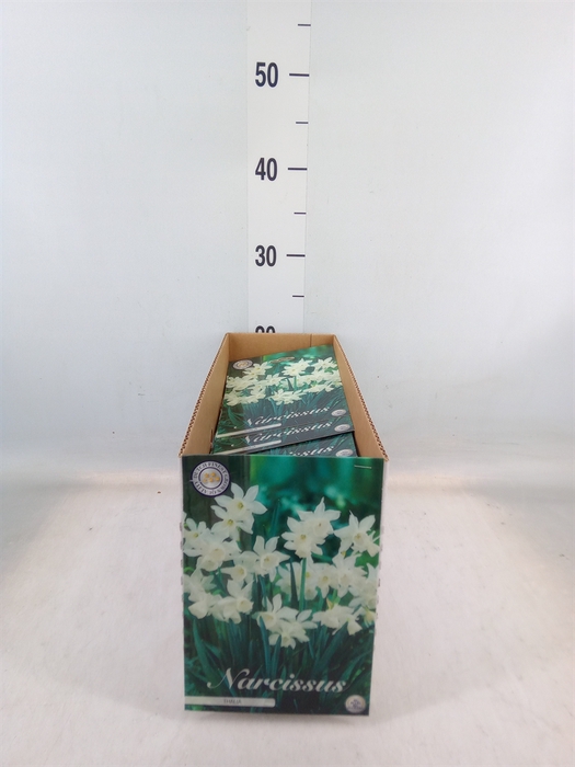 <h4>Flowerbulbs, corns or tubers   ...</h4>