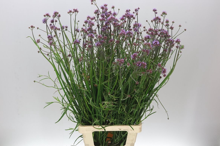 <h4>Verbena Has Pink Spires</h4>
