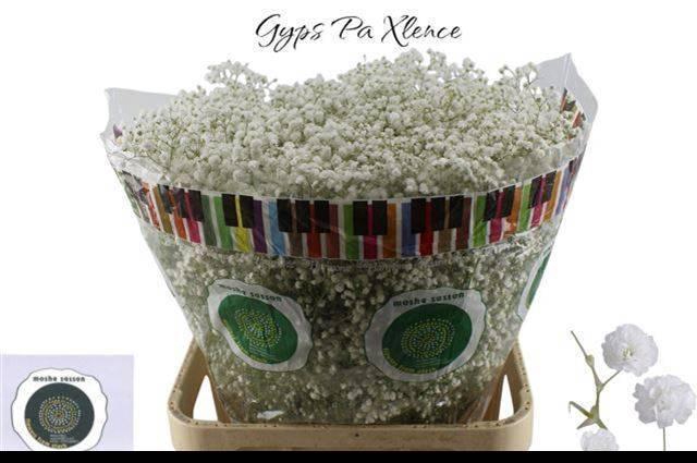 <h4>GYPS PA XLENCE</h4>