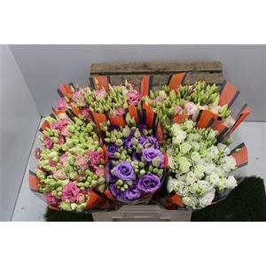 Eus G Gem In Fust ( Heavy ! )