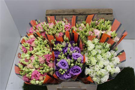 <h4>Eus G Gem In Fust ( Heavy ! )</h4>