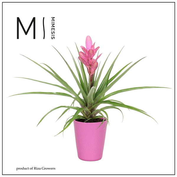 <h4>Mimesis Tillandsia Antonio - 13 cm in Florence</h4>