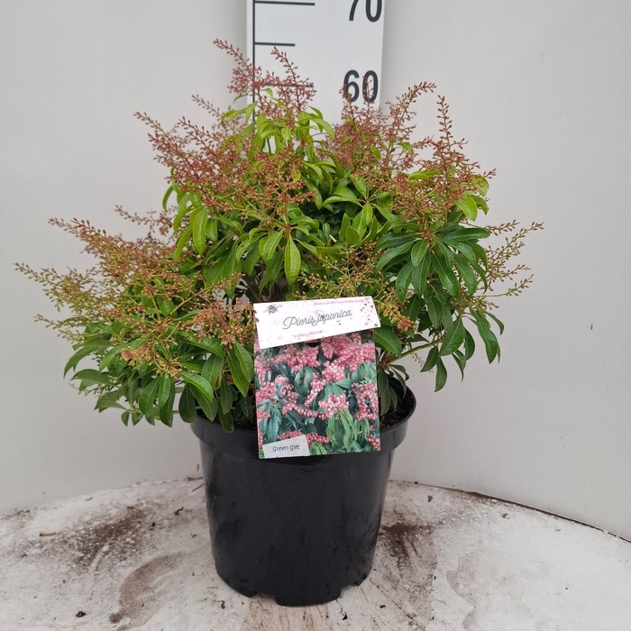 <h4>PIERIS JA VA ROSE</h4>