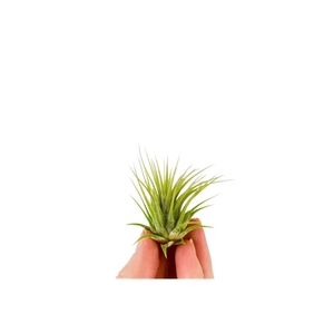 Tillandsia ionantha groen Bonsai (baby)