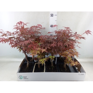 Bonsai   ...