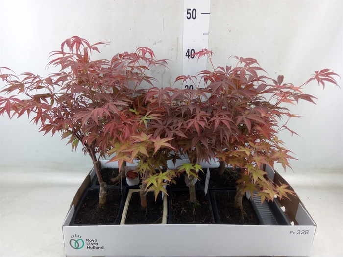 <h4>Bonsai   ...</h4>