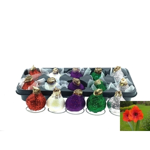 BLOEMBOL HIPPEASTRUM