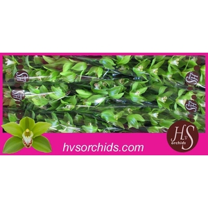 CYMB T GREEN GIANT 80 CM