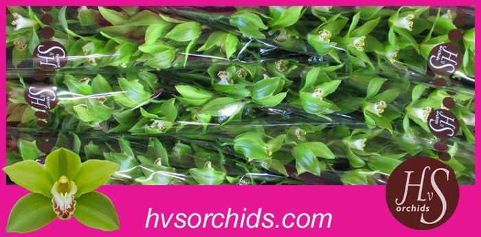 <h4>CYMB T GREEN GIANT 80 CM</h4>