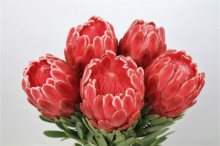 <h4>Protea Venus</h4>