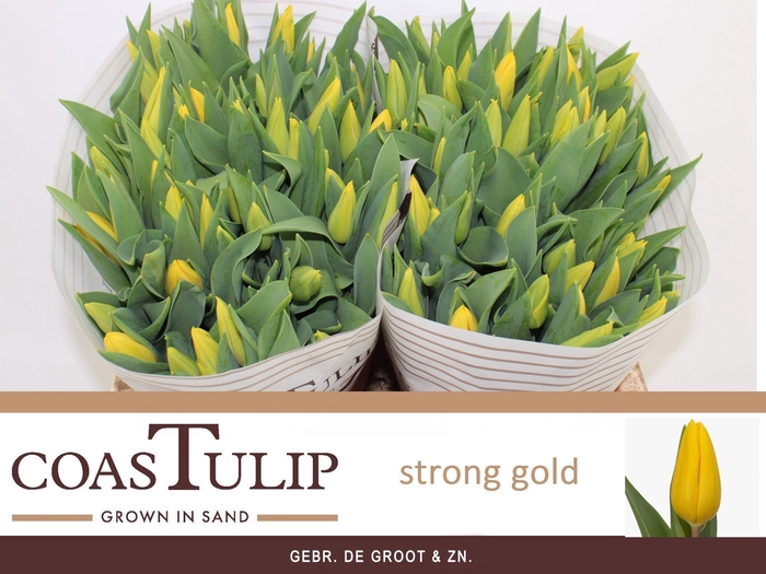 <h4>TU EN STRONG GOLD</h4>