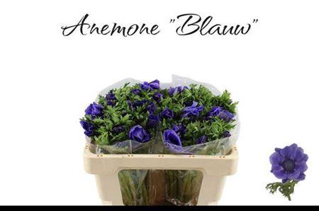 <h4>Anem Marianne Blue</h4>