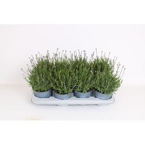 Lavandula Angustifolia 'Essence Purple'