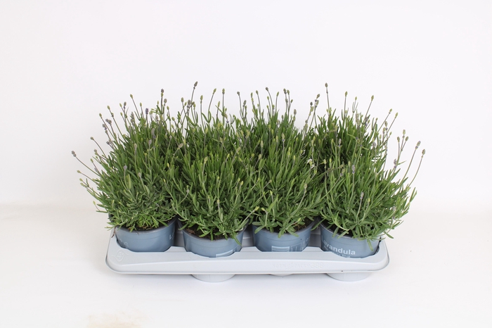 <h4>Lavandula Angustifolia 'Essence Purple'</h4>