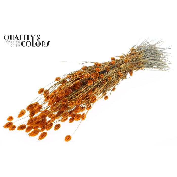 <h4>Phalaris per bunch Apricot</h4>